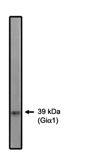 "
Western blot analysis using Giα1/2 antibody on 10 ng of purified Giα1 protein."